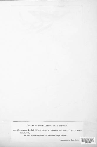 Zasmidium lythri image